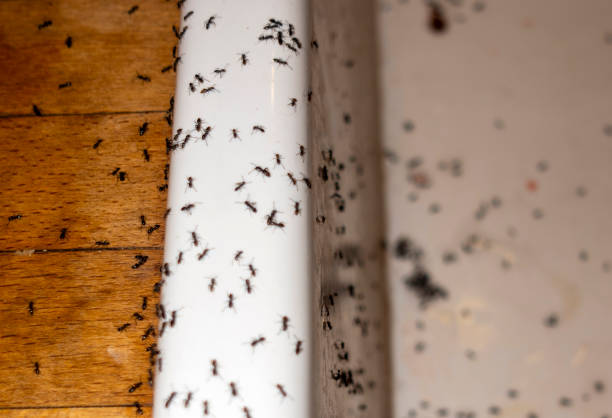 Best Residential Pest Control  in Indio, CA